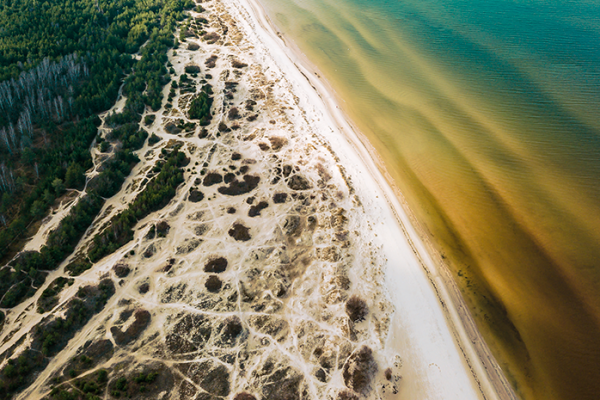 aerial-view-trees-near-tranquil-sea